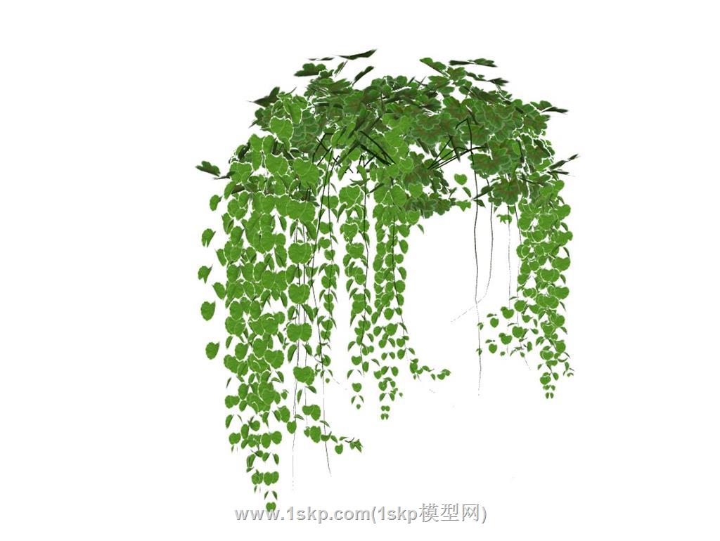 藤蔓爬藤植物 1