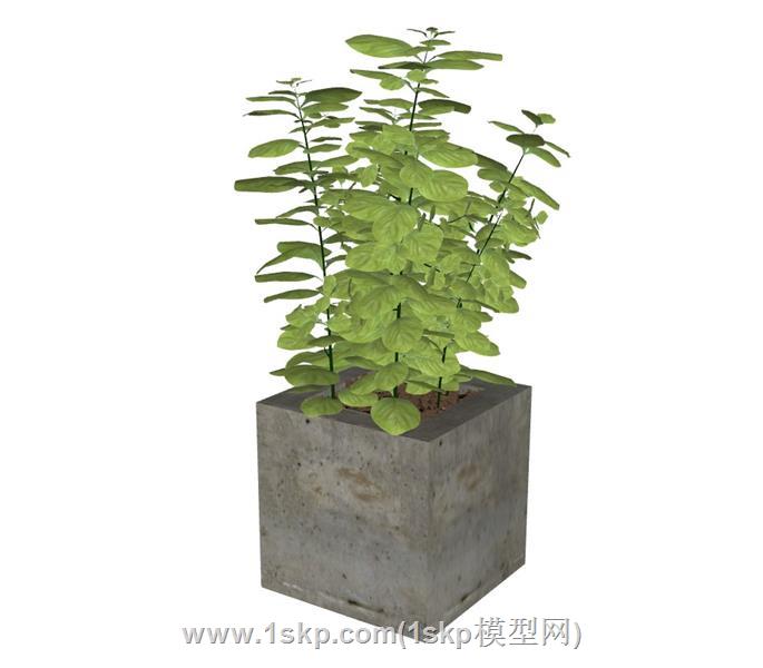 盆栽植物铁线蕨 2