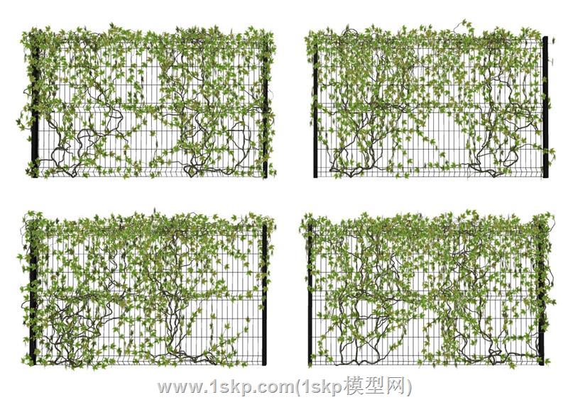 攀藤蔓藤爬藤植物 1