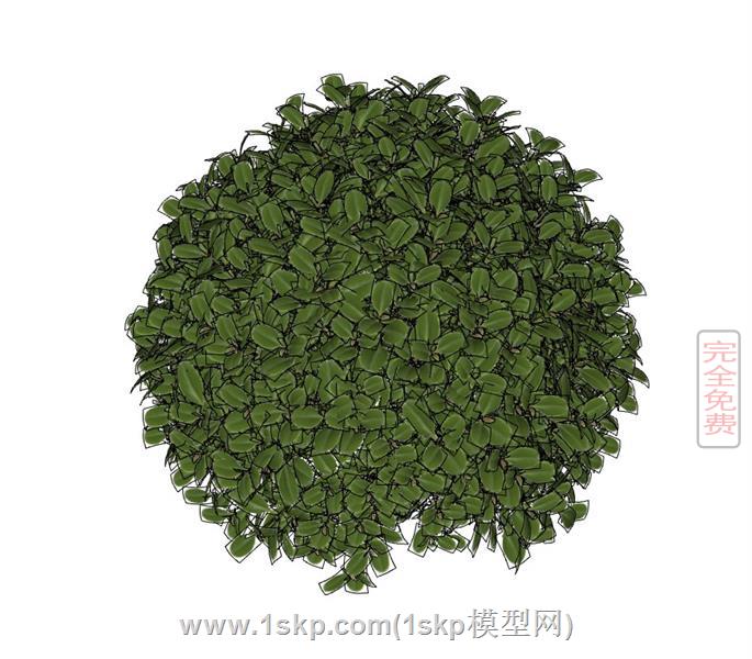 球形灌木植物 2