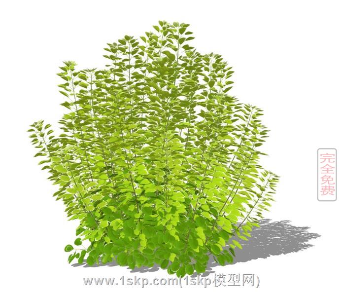 绿色植物 1