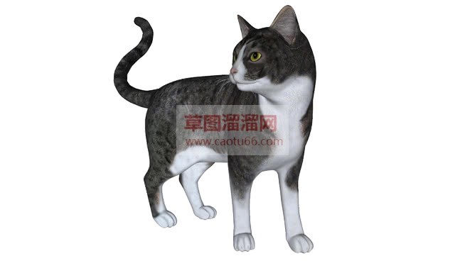 小猫动物SU模型 1