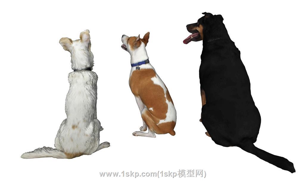 狼狗犬动物SU模型 2