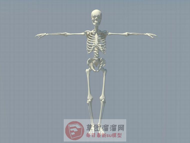 人体骨架骷髅SU模型 1